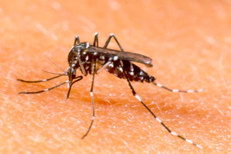 dengue-zika-mosquito-aromaterapia-bysamia